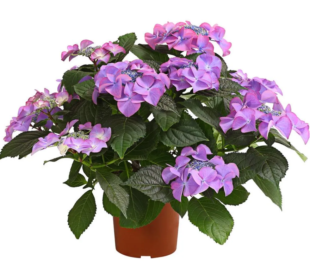 Dehner Terrassenpflanzen|Winterharte Kübelpflanzen - Hortensie - Hydrangea macrophylla 'Tiffany' Lavendel