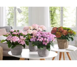 Dehner Terrassenpflanzen|Winterharte Kübelpflanzen - Hortensie - Hydrangea macrophylla 'Tiffany' Lavendel