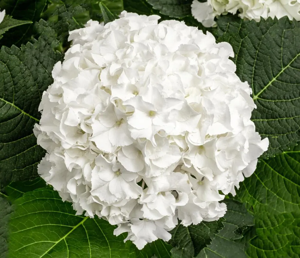 Dehner Zimmerhortensien - Hortensie - Hydrangea macrophylla 'Ice Boy' Weiß