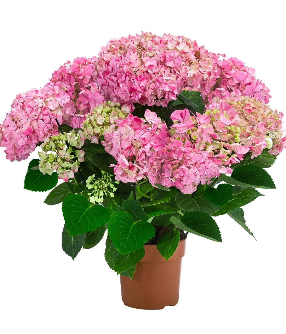 Dehner Zimmerhortensien - Hortensie - Hydrangea macrophylla 'Campino Pink' Rosa