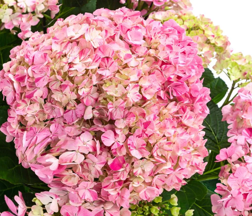 Dehner Zimmerhortensien - Hortensie - Hydrangea macrophylla 'Campino Pink' Rosa