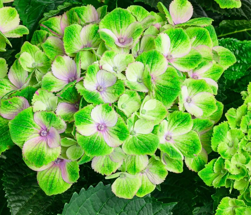 Dehner Hortensien|Blühende Sträucher - Hortensie 'Magical Amethyst' Blau