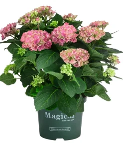 Dehner Hortensien|Blühende Sträucher > Hortensie 'Magical Evolution'