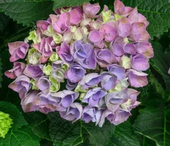 Dehner Hortensien|Blühende Sträucher - Hortensie 'Magical Evolution' Blau