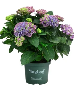 Dehner Hortensien|Blühende Sträucher - Hortensie 'Magical Evolution' Blau