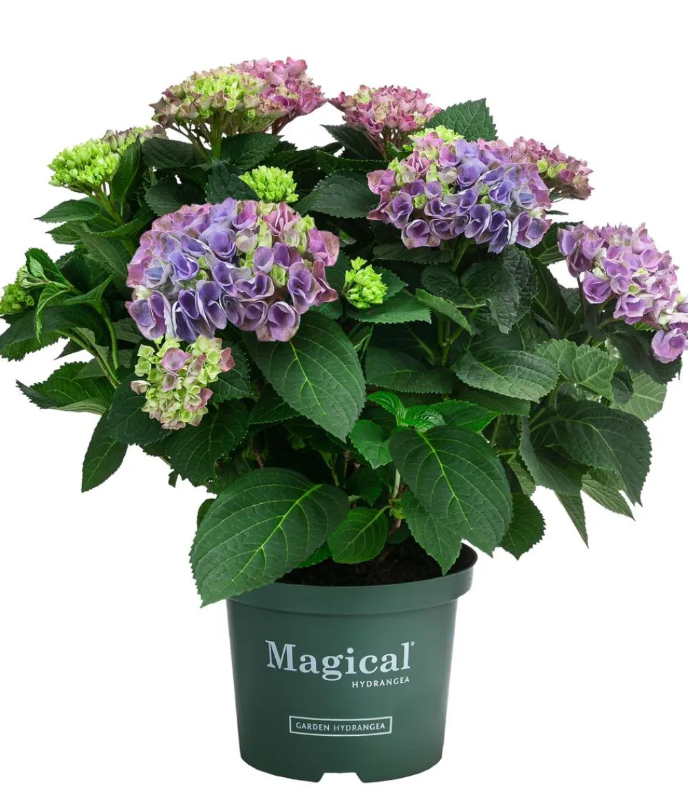 Dehner Hortensien|Blühende Sträucher - Hortensie 'Magical Evolution' Blau