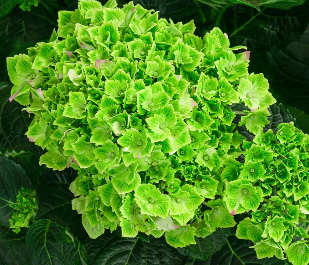 Dehner Hortensien|Blühende Sträucher - Hortensie 'Magical Jewel' Blau