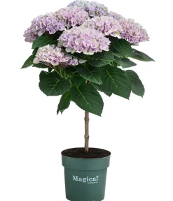 Dehner Hortensie 'Magical Revolution' Blau Online