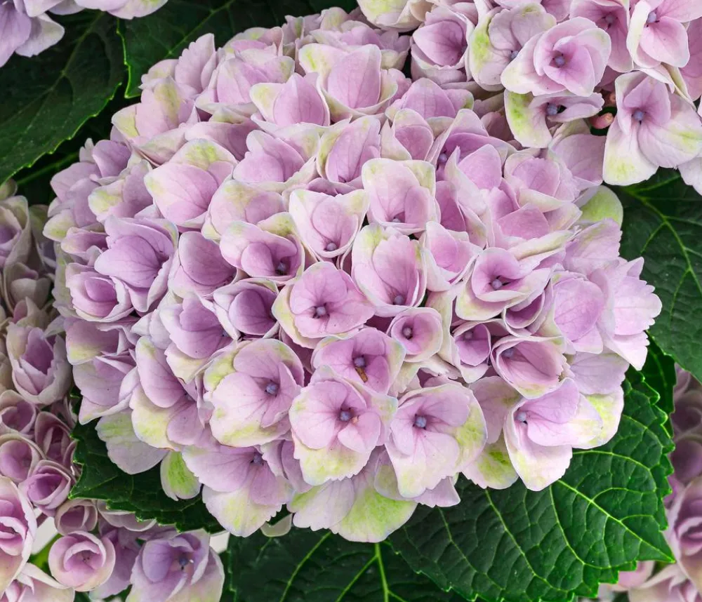 Dehner Hortensie 'Magical Revolution' Blau Online