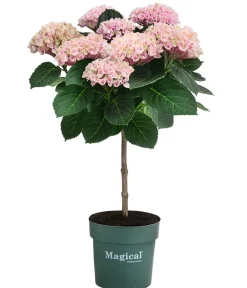 Dehner Hortensien|Blühende Sträucher - Hortensie 'Magical Revolution' Rosa