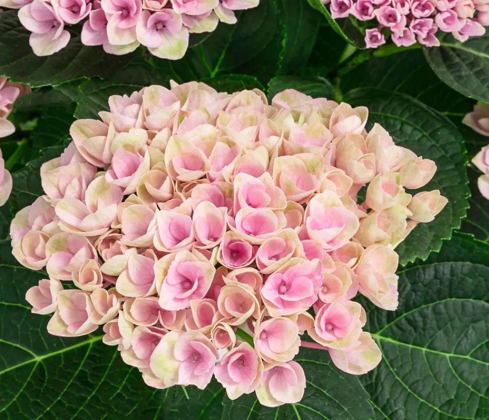 Dehner Hortensien|Blühende Sträucher - Hortensie 'Magical Revolution' Rosa