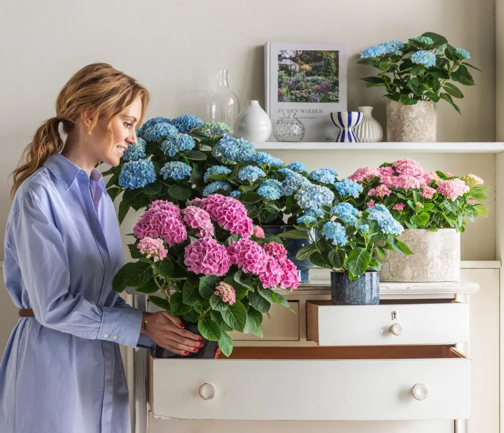 Dehner Zimmerhortensien|Terrassenpflanzen > Hortensie 'Magical', verschiedene Farben