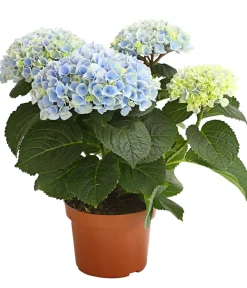 Dehner Zimmerhortensien|Terrassenpflanzen > Hortensie 'Magical', verschiedene Farben