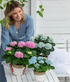 Dehner Zimmerhortensien|Terrassenpflanzen - Hortensie 'Magical', verschiedene Farben
