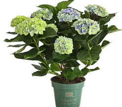 Dehner Zimmerhortensien|Terrassenpflanzen - Hortensie 'Magical', verschiedene Farben