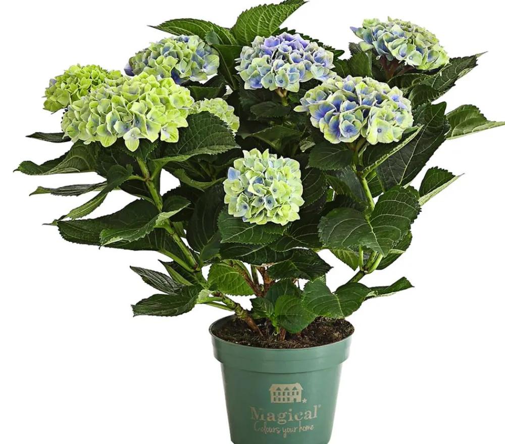 Dehner Zimmerhortensien|Terrassenpflanzen - Hortensie 'Magical', verschiedene Farben
