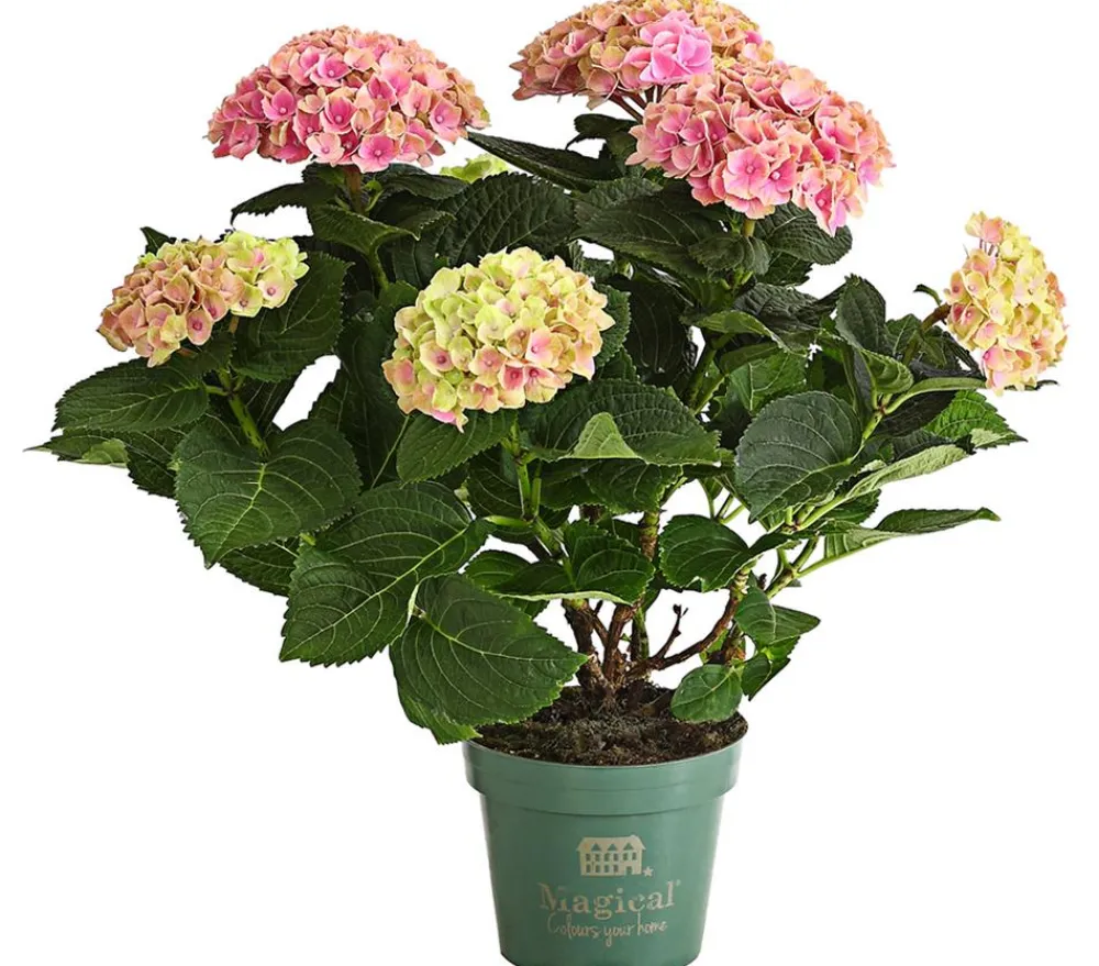 Dehner Zimmerhortensien|Terrassenpflanzen - Hortensie 'Magical', verschiedene Farben
