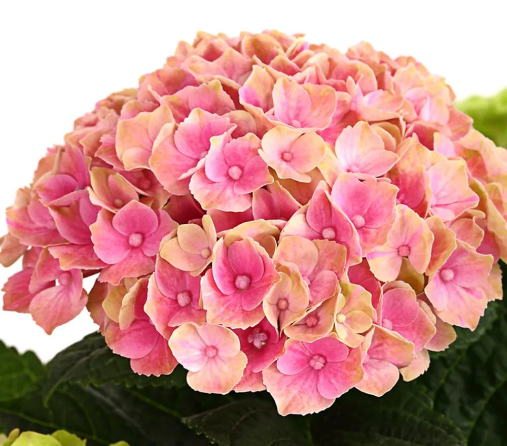 Dehner Zimmerhortensien|Terrassenpflanzen - Hortensie 'Magical', verschiedene Farben