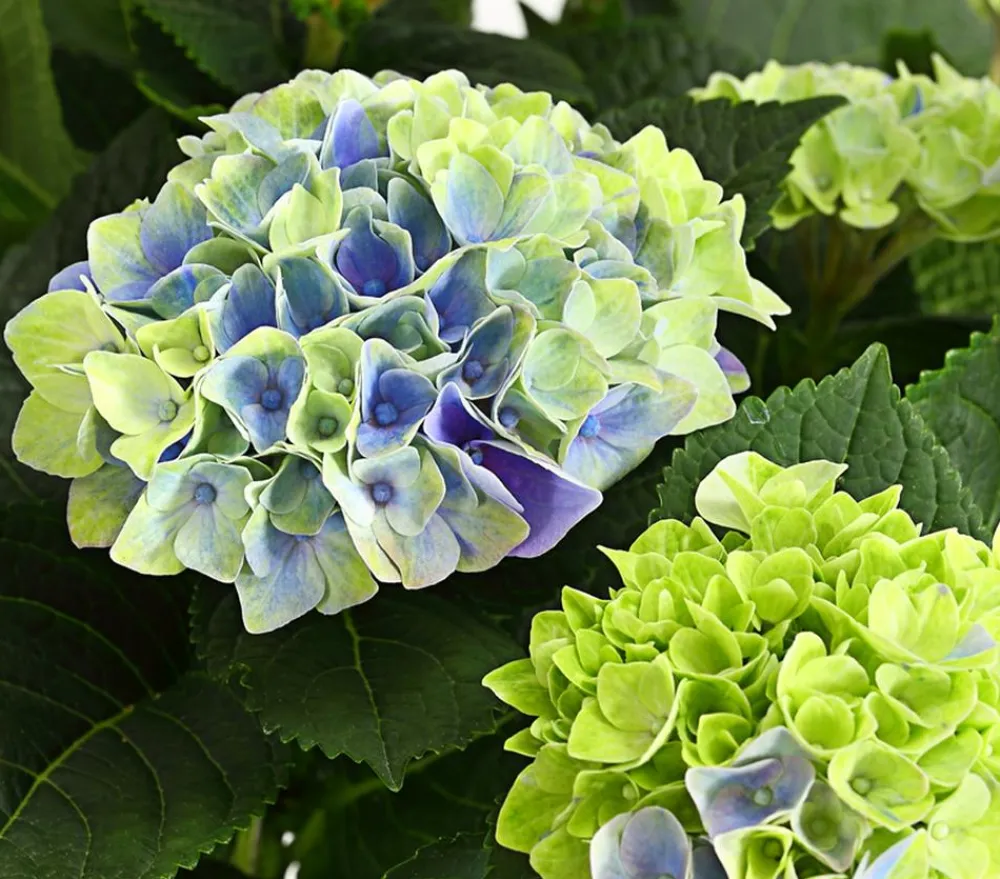 Dehner Zimmerhortensien|Terrassenpflanzen - Hortensie 'Magical', verschiedene Farben