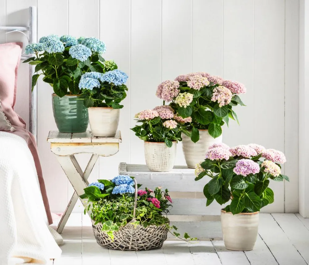 Dehner Zimmerhortensien|Terrassenpflanzen - Hortensie 'Magical', verschiedene Farben