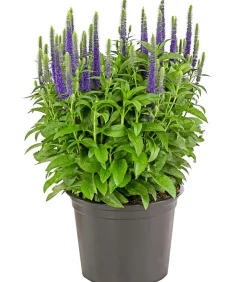 Dehner Ähriger Ehrenpreis Blau Sale