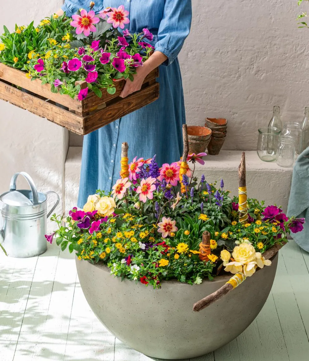 Dehner Sommerblumen > Husarenknöpfchen