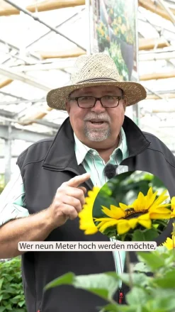 Dehner Sommerblumen > Husarenknöpfchen
