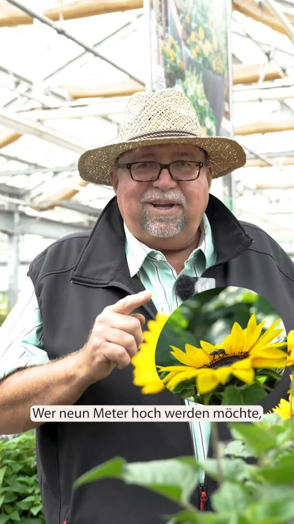Dehner Sommerblumen > Husarenknöpfchen
