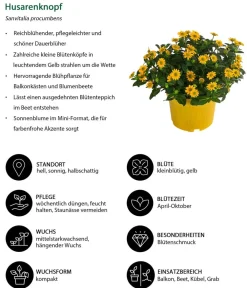 Dehner Sommerblumen > Husarenknöpfchen