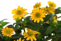 Dehner Sommerblumen > Husarenknöpfchen