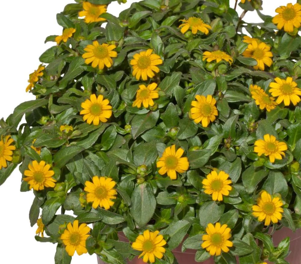 Dehner Sommerblumen > Husarenknöpfchen 'XXL'