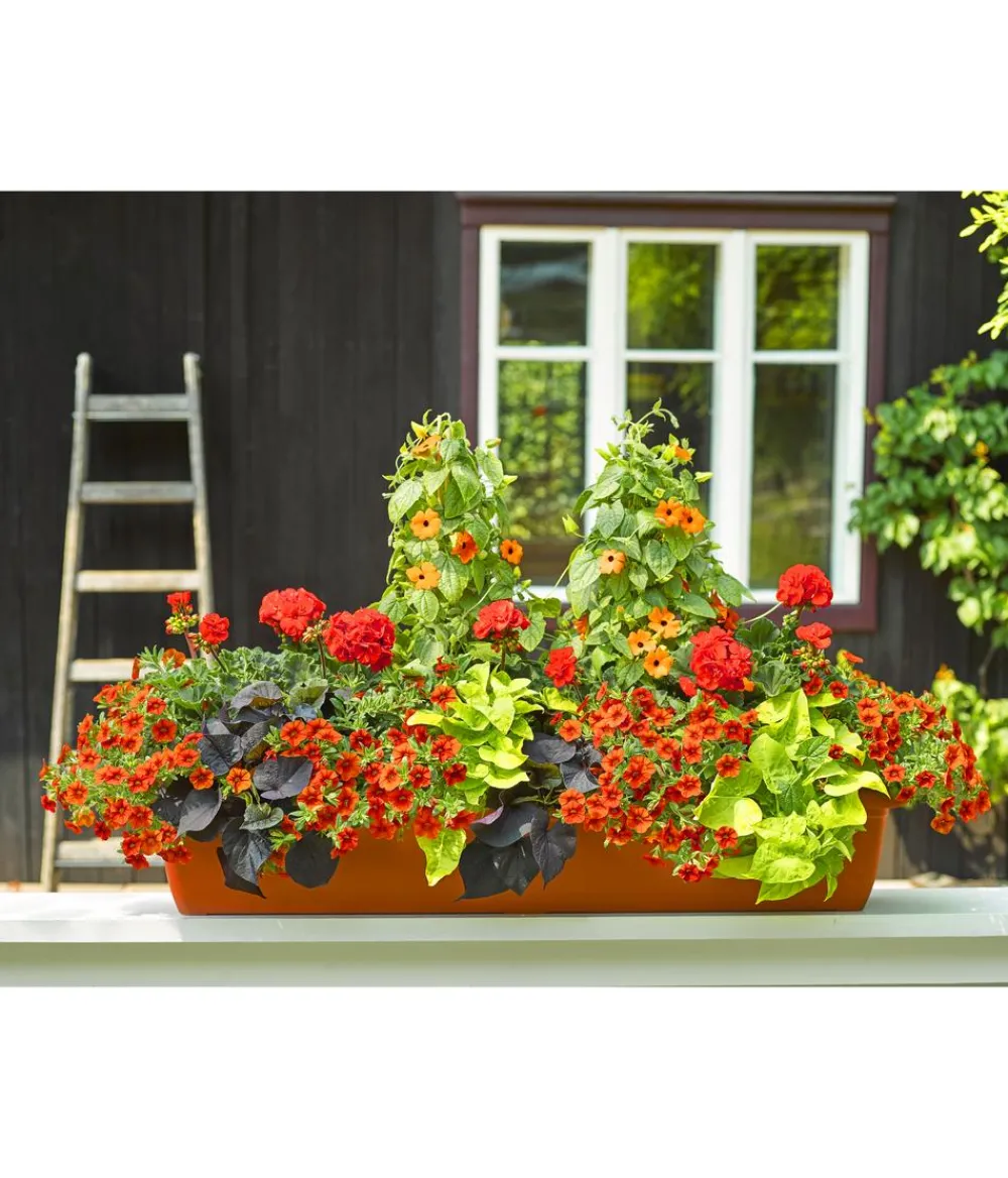 ICS I.C.S. Kunststoff-Blumenkasten Iris, terrakotta Orange Discount