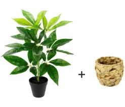 I.GE.A Kunstpflanzen > Kunstpflanze Schefflera im Wasserhyazinthentopf, ca. H48 cm