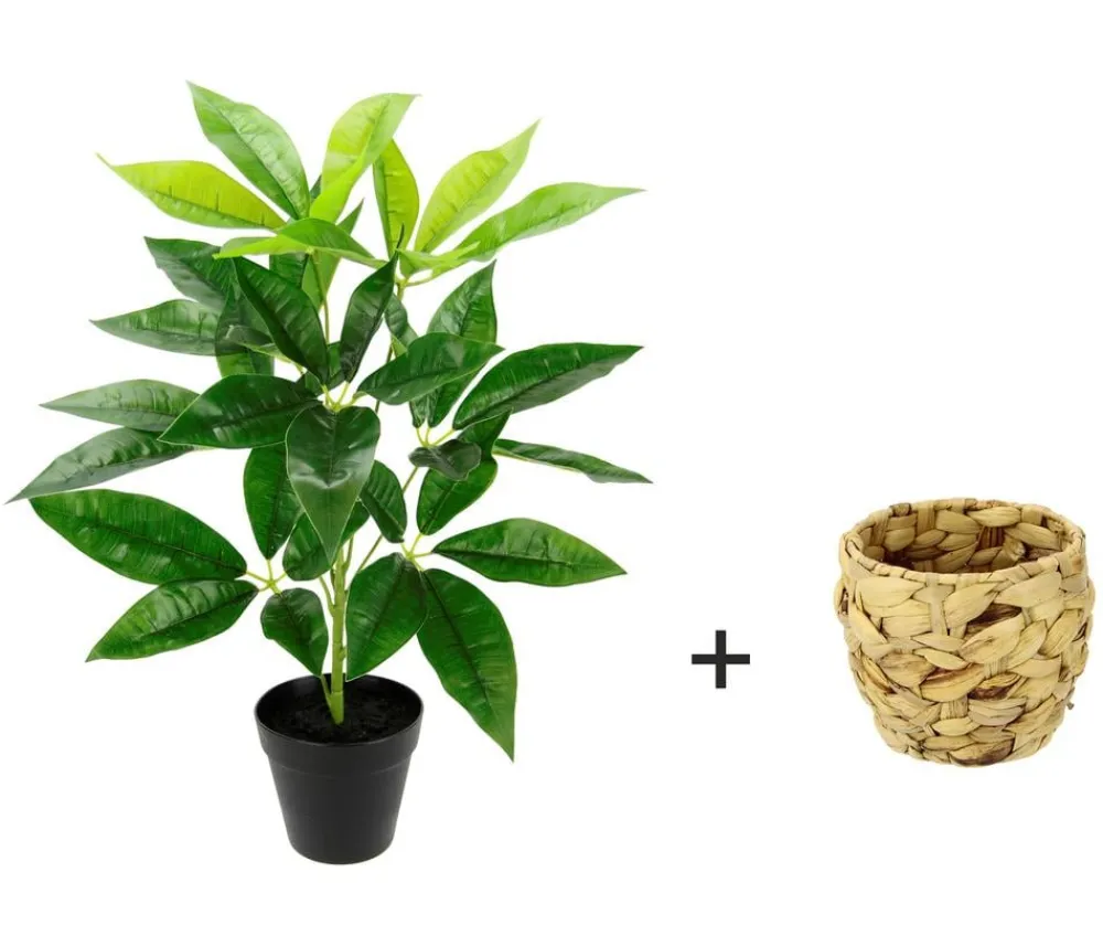 I.GE.A Kunstpflanzen > Kunstpflanze Schefflera im Wasserhyazinthentopf, ca. H48 cm