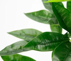 I.GE.A Kunstpflanzen > Kunstpflanze Schefflera im Wasserhyazinthentopf, ca. H48 cm