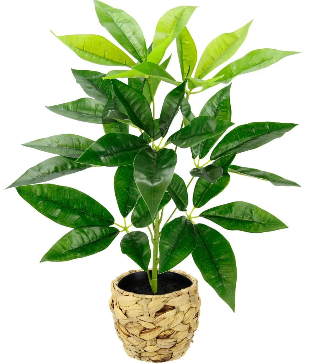 I.GE.A Kunstpflanzen > Kunstpflanze Schefflera im Wasserhyazinthentopf, ca. H48 cm