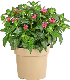 Dehner Sommerstauden - Indianernessel Pink