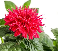 Dehner Sommerstauden - Indianernessel Pink