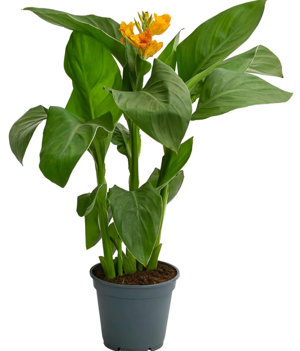 Dehner Indisches Blumenrohr New