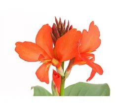 Dehner Terrassenpflanzen|Sommerblumen > Indisches Blumenrohr, verschiedene Sorten