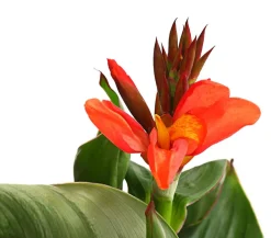 Dehner Terrassenpflanzen|Sommerblumen > Indisches Blumenrohr, verschiedene Sorten