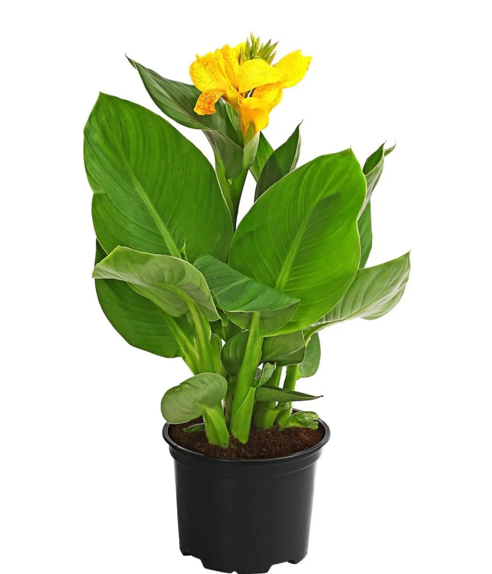 Dehner Terrassenpflanzen|Sommerblumen > Indisches Blumenrohr, verschiedene Sorten