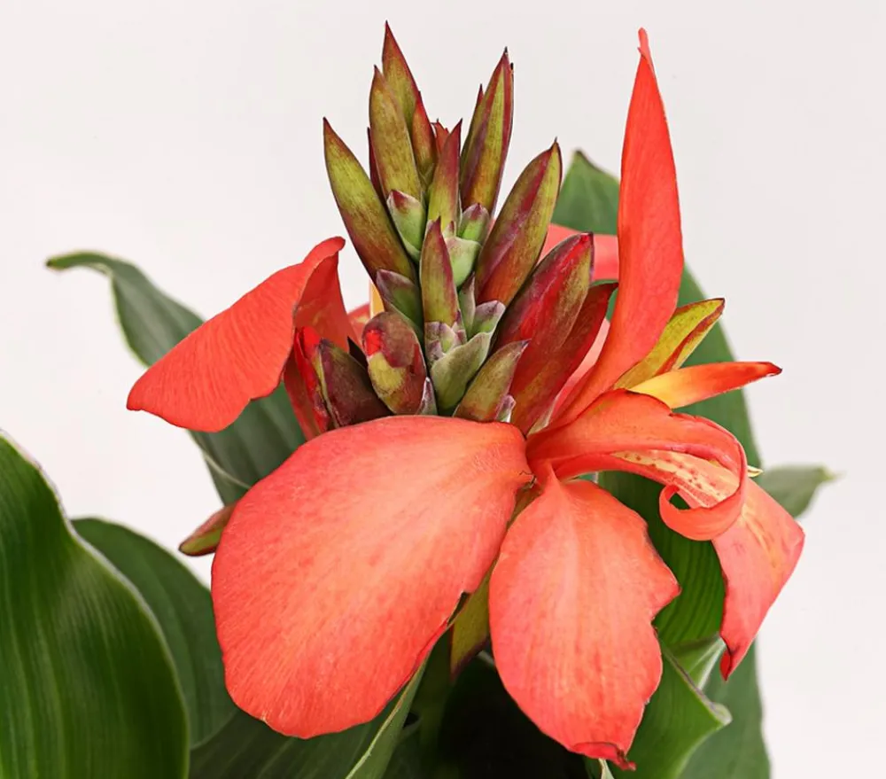 Dehner Terrassenpflanzen|Sommerblumen - Indisches Blumenrohr, verschiedene Sorten