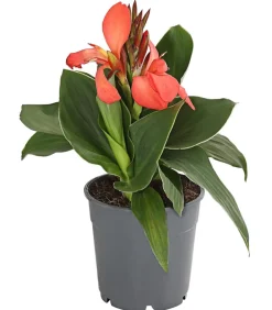 Dehner Terrassenpflanzen|Sommerblumen - Indisches Blumenrohr, verschiedene Sorten