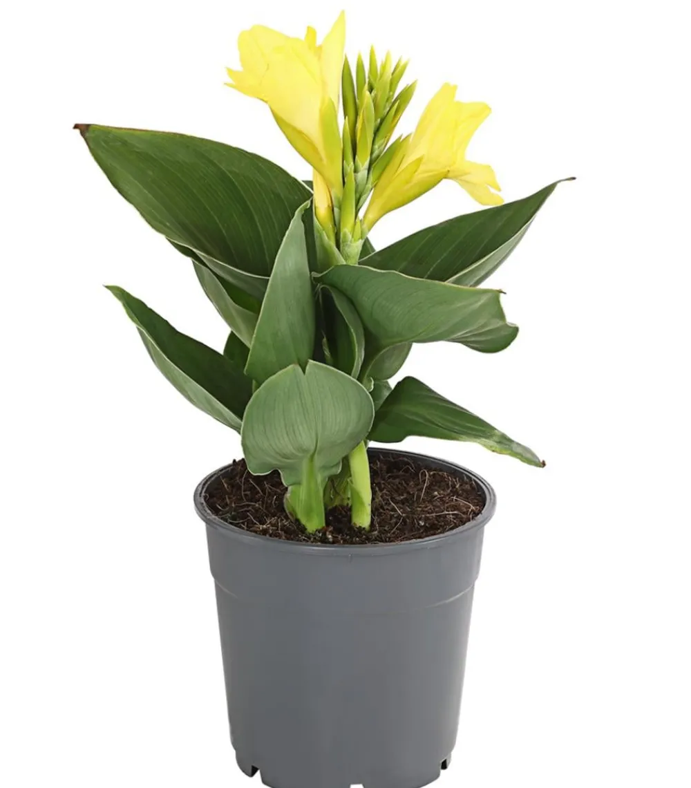 Dehner Terrassenpflanzen|Sommerblumen - Indisches Blumenrohr, verschiedene Sorten