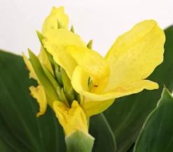 Dehner Terrassenpflanzen|Sommerblumen - Indisches Blumenrohr, verschiedene Sorten