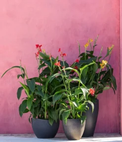 Dehner Terrassenpflanzen|Sommerblumen - Indisches Blumenrohr, verschiedene Sorten
