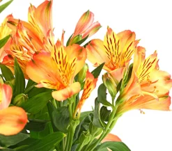Dehner Inkalilie, verschiedene Farben New