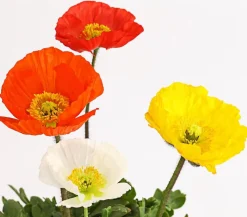 Dehner Steingartenstauden > Island-Mohn