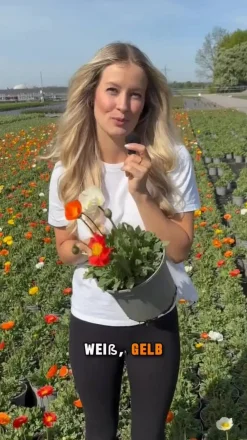 Dehner Steingartenstauden > Island-Mohn